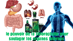 La chlorophylle comme cle secrete du splina edmark pour optimiser le systeme immunitaire et soulager les organes internes